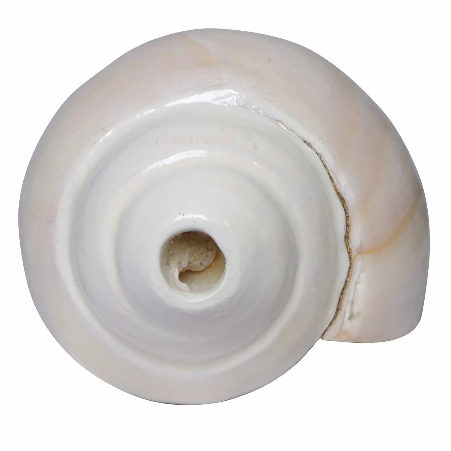 Original Blowing Shankh (VAMAVARTI BAJNEWALA) - Sea Shell Conch Shell - forte & Big Vamavarti Blowing Shankh (bianco) ~ Shankha Conch Shankh - Shankh Shell Shankh per forza polmone / immunità 6 "inch