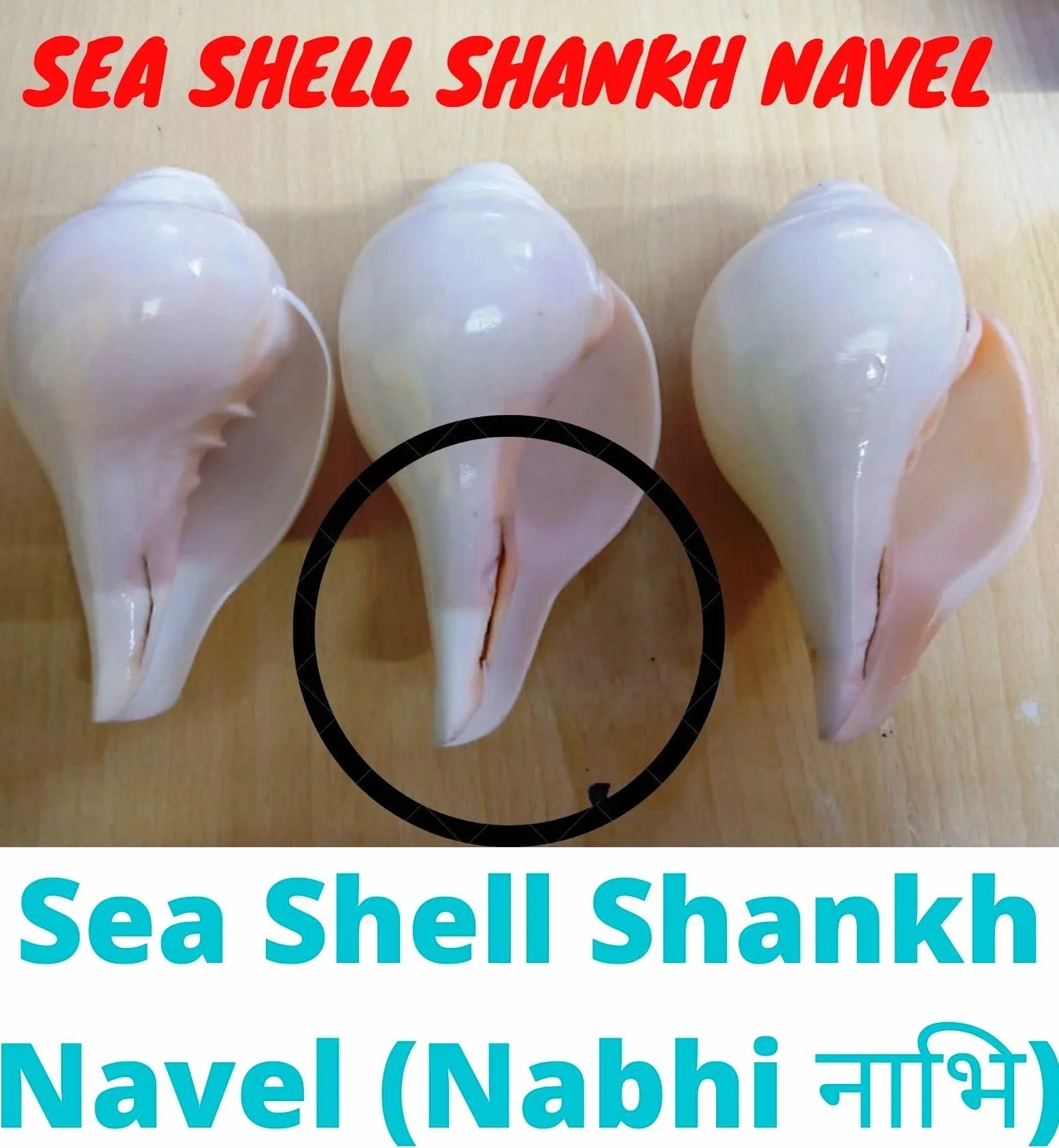Original Blowing Shankh (VAMAVARTI BAJNEWALA) - Sea Shell Conch Shell - forte & Big Vamavarti Blowing Shankh (bianco) ~ Shankha Conch Shankh - Shankh Shell Shankh per forza polmone / immunità 6 "inch