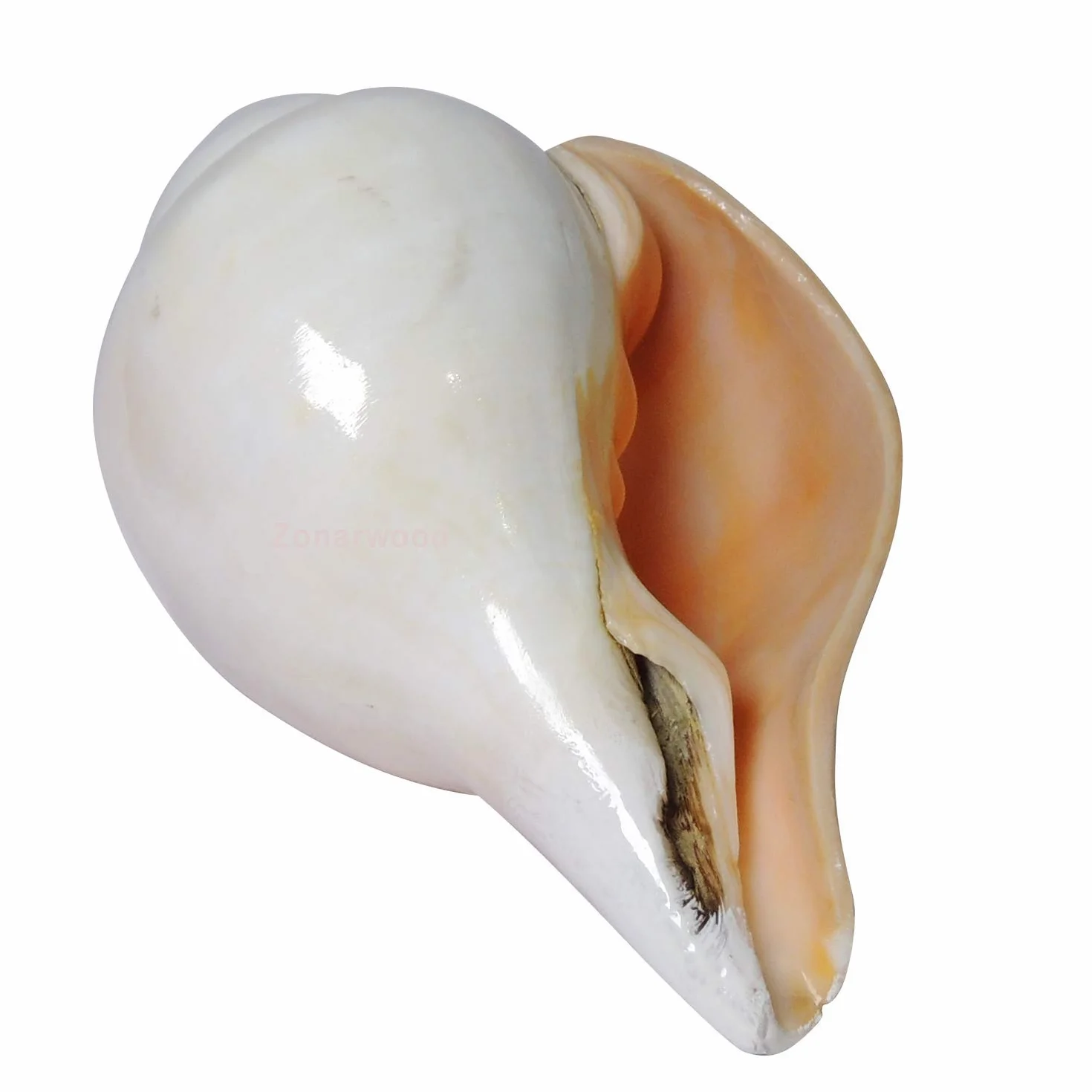Original Blowing Shankh (VAMAVARTI BAJNEWALA) - Sea Shell Conch Shell - forte & Big Vamavarti Blowing Shankh (bianco) ~ Shankha Conch Shankh - Shankh Shell Shankh per forza polmone / immunità 6 "inch