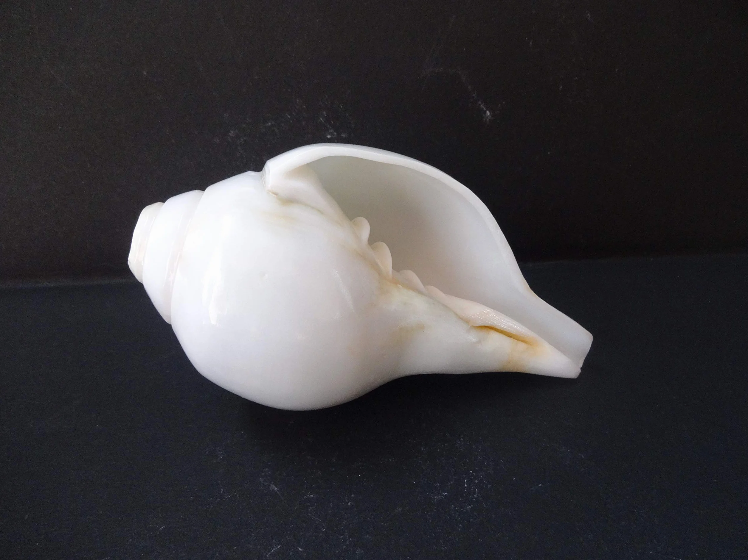 Original Blowing Shankh (VAMAVARTI BAJNEWALA) - Sea Shell Conch Shell - forte & Big Vamavarti Blowing Shankh (bianco) ~ Shankha Conch Shankh - Shankh Shell Shankh per forza polmone / immunità 6 "inch