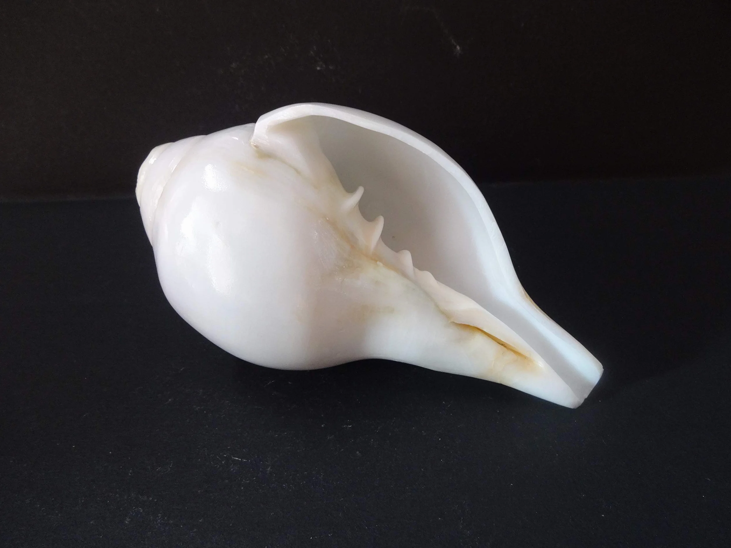 Original Blowing Shankh (VAMAVARTI BAJNEWALA) - Sea Shell Conch Shell - forte & Big Vamavarti Blowing Shankh (bianco) ~ Shankha Conch Shankh - Shankh Shell Shankh per forza polmone / immunità 6 "inch